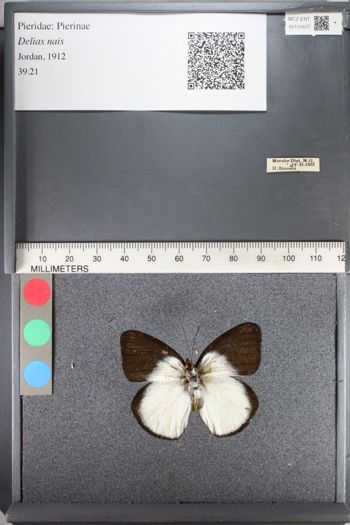 Media type: image;   Entomology 131677